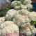 松花75菜花种子花球较松散抗逆性强耐热耐湿春秋均可种植雪