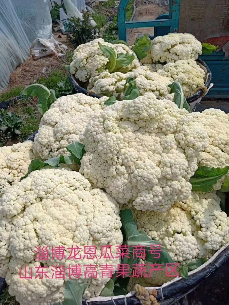 松花75菜花种子花球较松散抗逆性强耐热耐湿春秋均可种植雪
