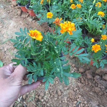 出售：双色盆孔雀草，欧石竹双色盆。花开时间长叶根都好价格