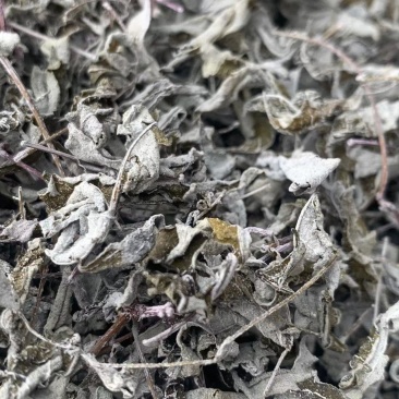 藤茶