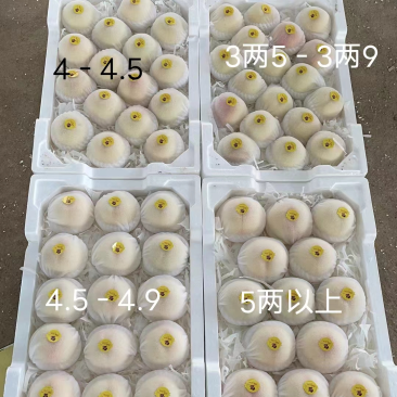 （新沂水蜜桃）白桃白凤一件代发视频看货代办桃🍑
