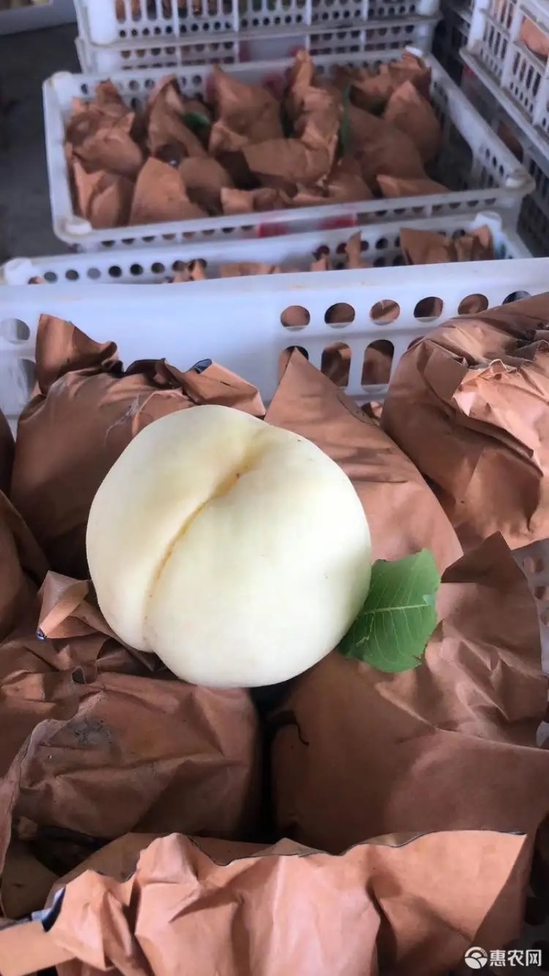 （新沂水蜜桃）白桃白凤一件代发视频看货代办桃🍑