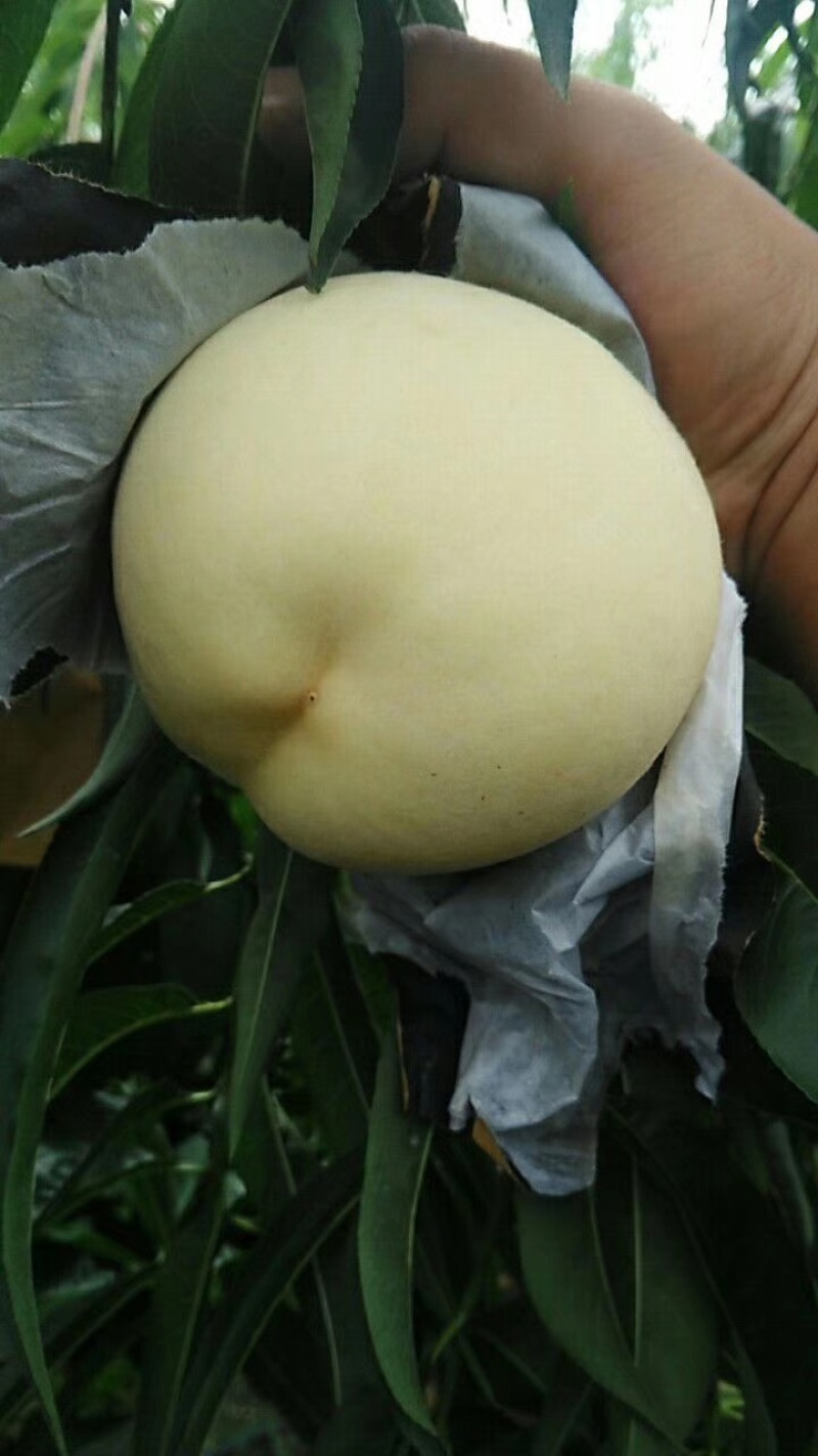 （新沂水蜜桃）白桃白凤一件代发视频看货代办桃🍑