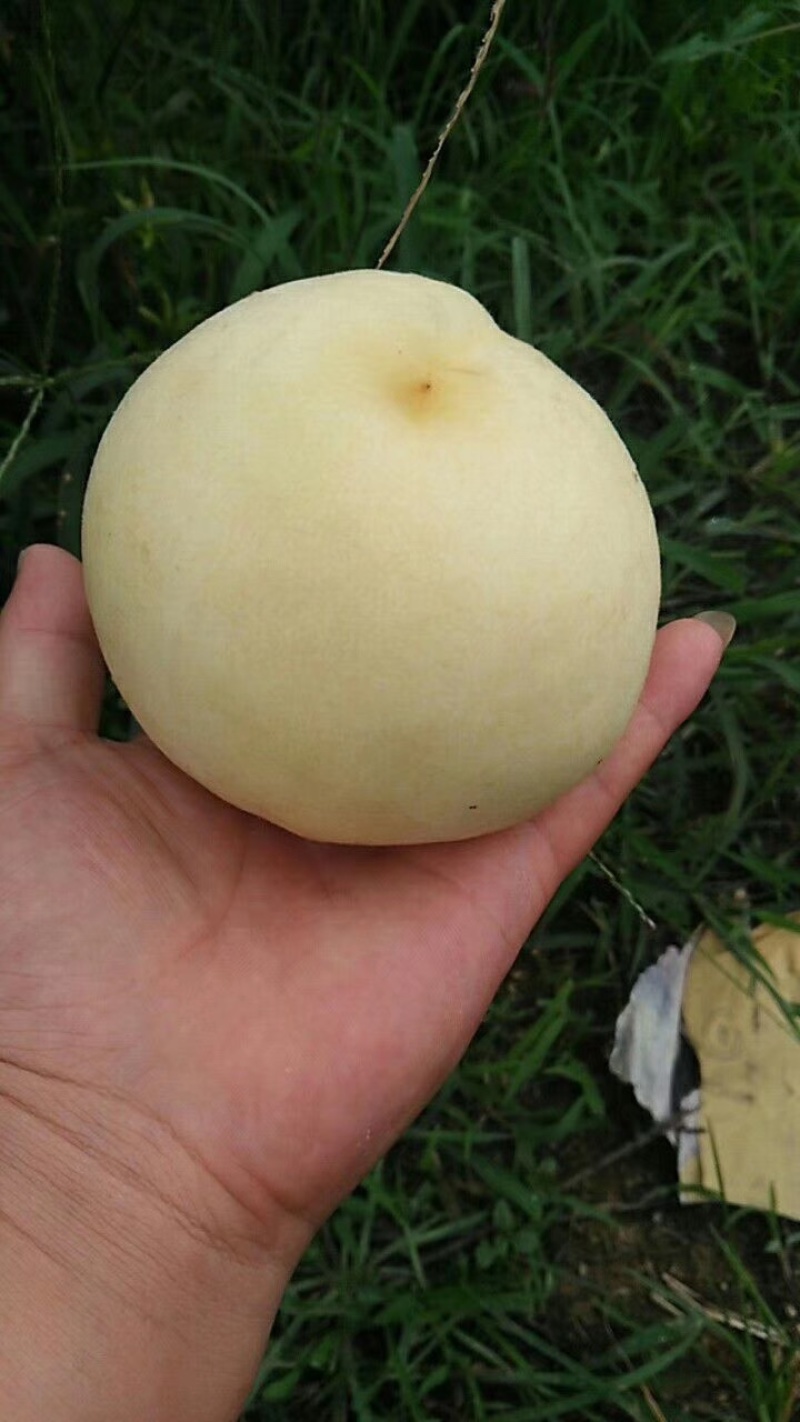 （新沂水蜜桃）白桃白凤一件代发视频看货代办桃🍑