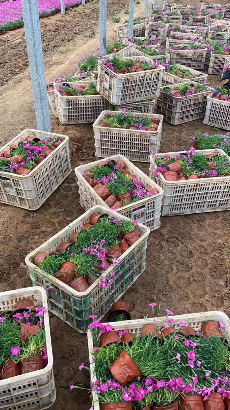 欧石竹盆栽超多花苞绿化用花地被植物多年生欧石竹