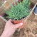 欧石竹盆栽超多花苞绿化用花地被植物多年生欧石竹