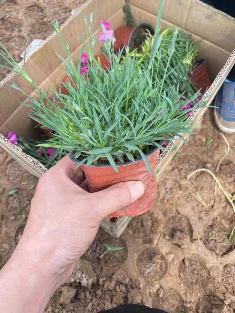 欧石竹盆栽超多花苞绿化用花地被植物多年生欧石竹