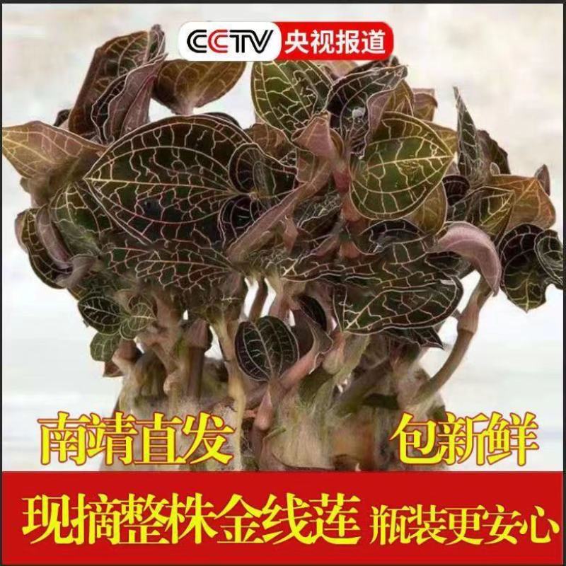 金线莲苗福建南靖新鲜金线莲种苗原瓶发送种植资料