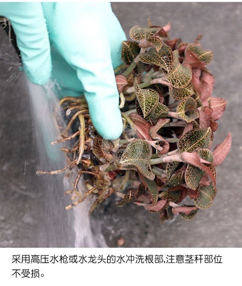 金线莲苗福建南靖新鲜金线莲种苗原瓶发送种植资料