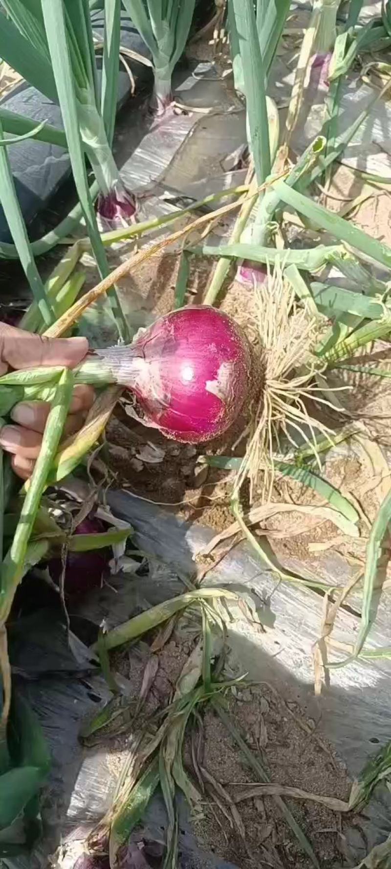 兴平红皮洋葱，圆葱，头紫洋葱种植基地，货源充足，