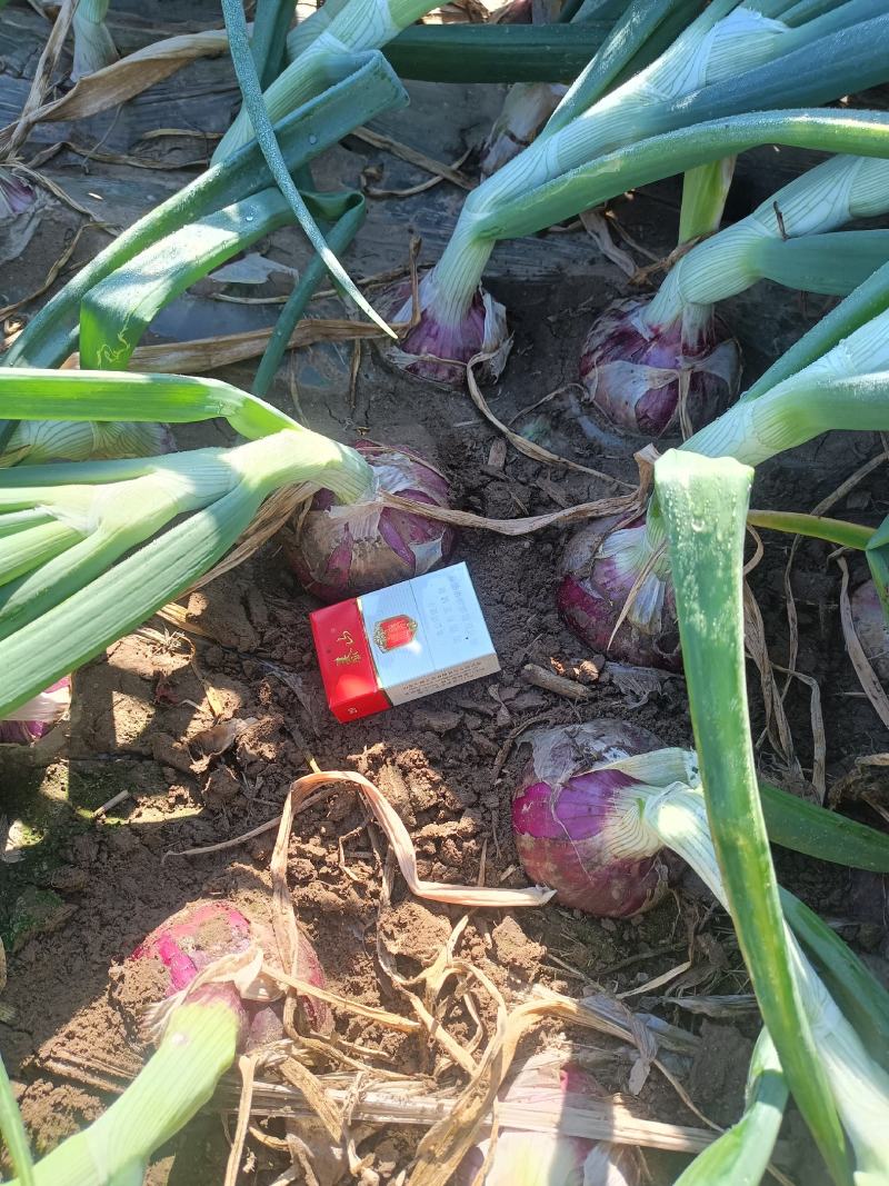 二红洋葱上车价0.5质量很好，自家种植。