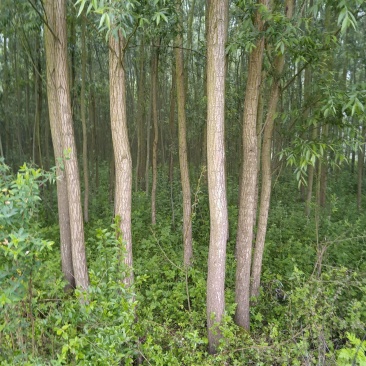 【牛商推荐】精品柳树，竹柳基地直销中，货源充足。