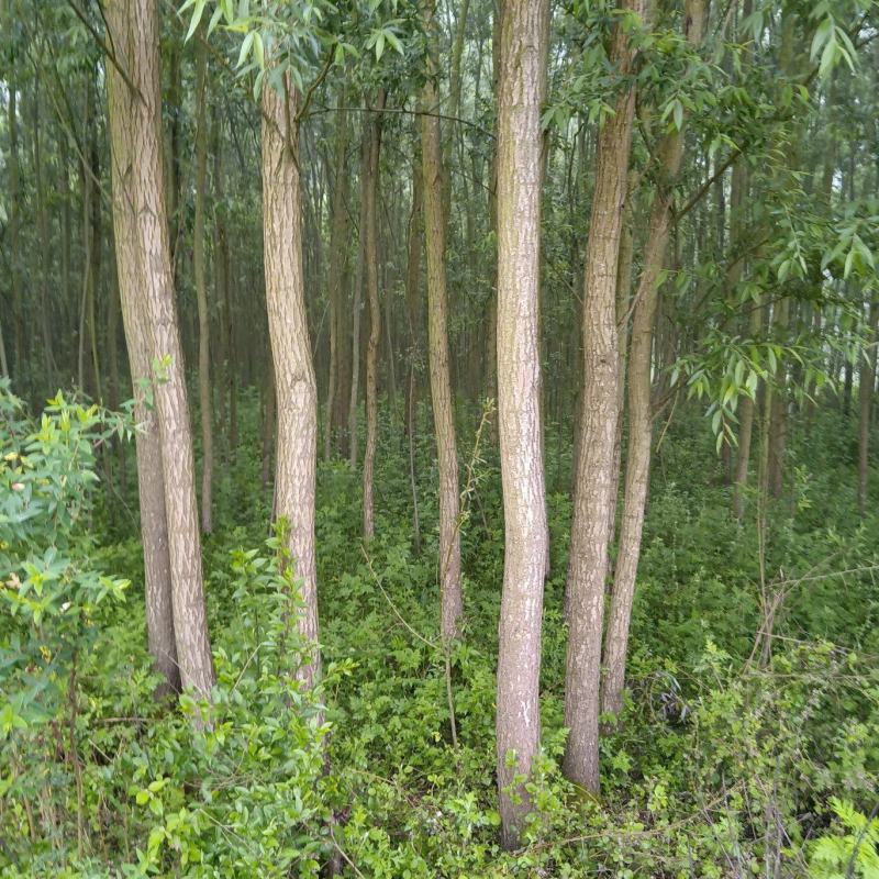 【牛商推荐】精品柳树，竹柳基地直销中，货源充足。