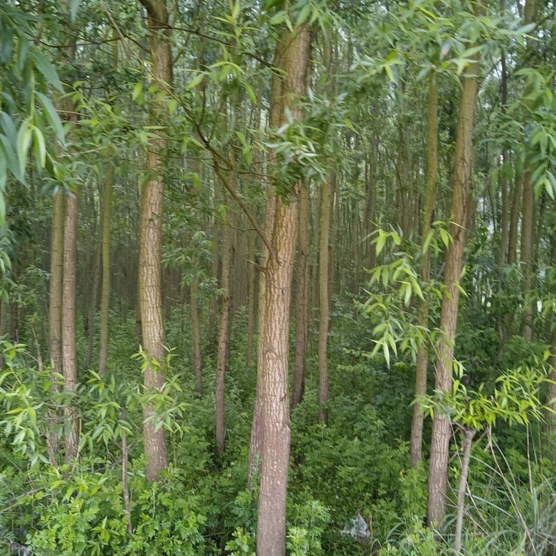 【牛商推荐】精品柳树，竹柳基地直销中，货源充足。