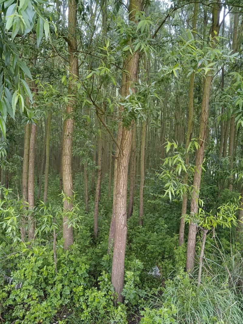 【牛商推荐】精品柳树，竹柳基地直销中，货源充足。