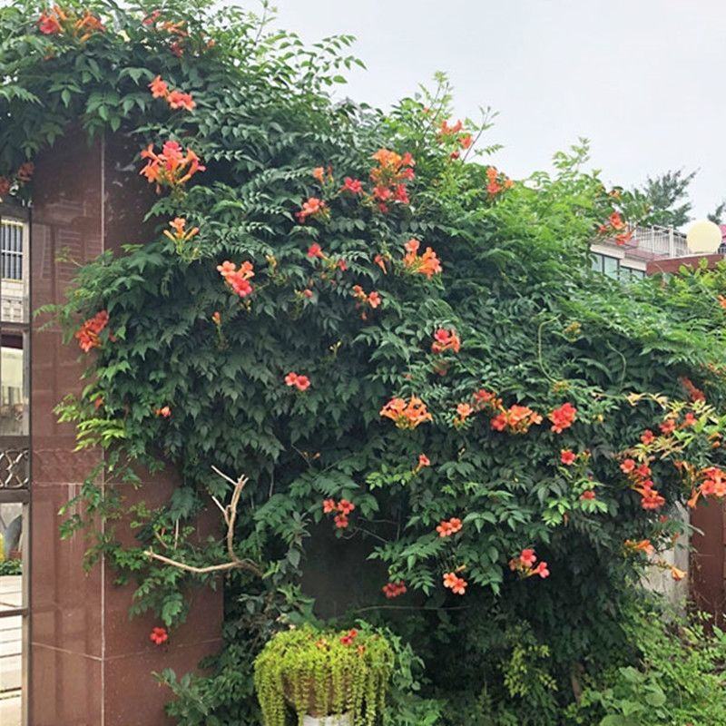 凌霄花苗爬藤植物老桩花卉盆栽中华美国凌霄庭院阳台绿化四季