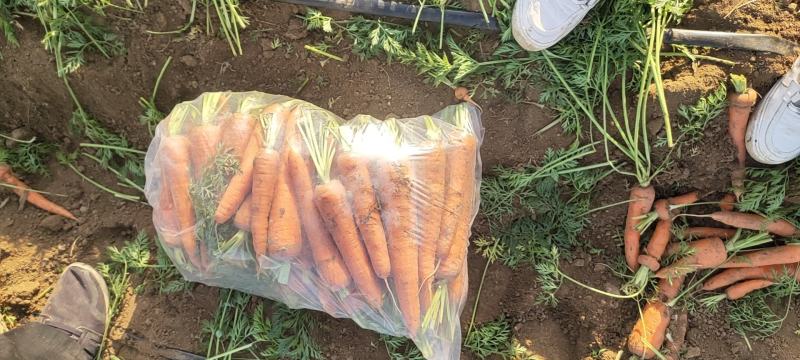 柏乡萝卜，大量上市