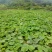 万亩香芋南瓜和蜜本南瓜即将上市，欢迎各地老板采购