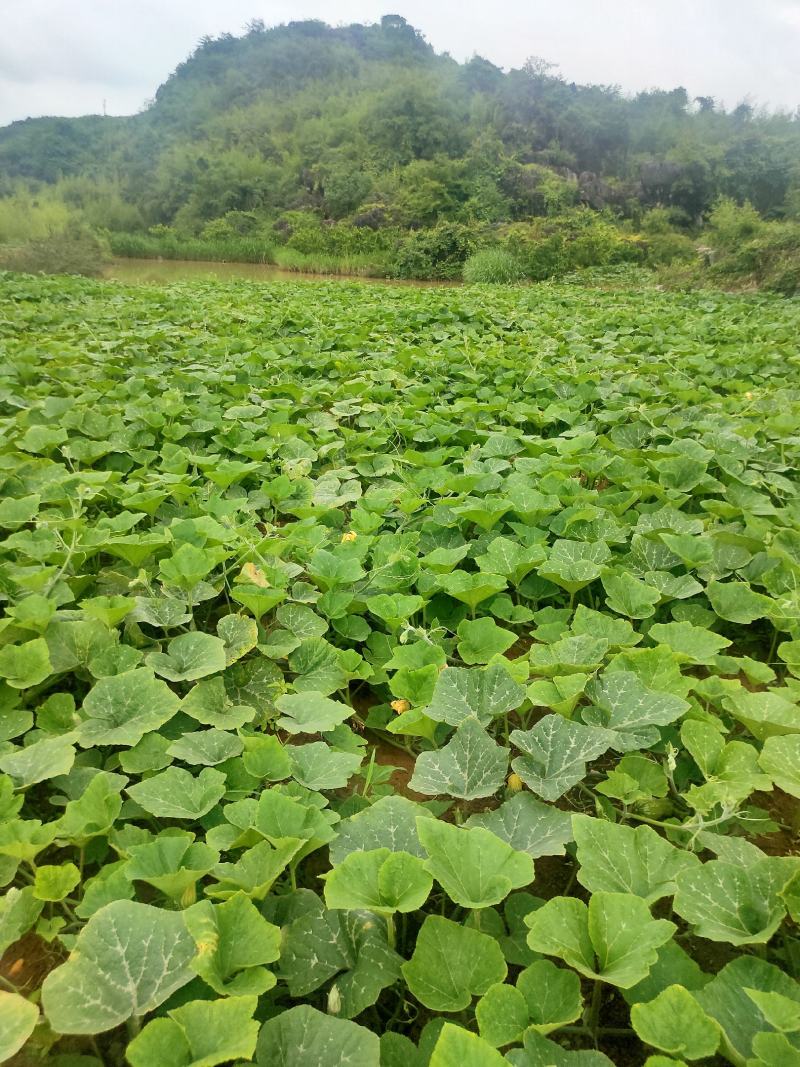 万亩香芋南瓜和蜜本南瓜即将上市，欢迎各地老板采购