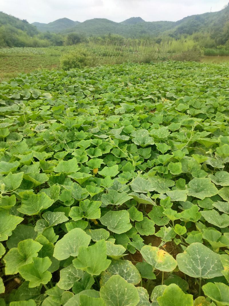 万亩香芋南瓜和蜜本南瓜即将上市，欢迎各地老板采购