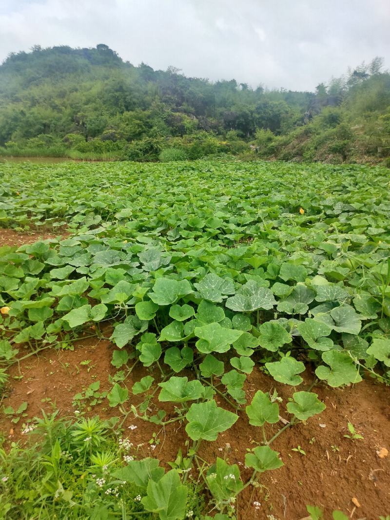 万亩香芋南瓜和蜜本南瓜即将上市，欢迎各地老板采购