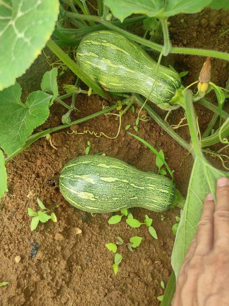 万亩香芋南瓜和蜜本南瓜即将上市，欢迎各地老板采购