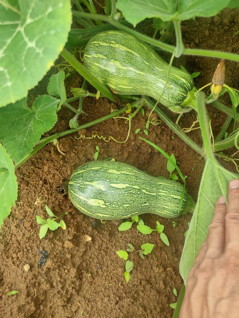 万亩香芋南瓜和蜜本南瓜即将上市，欢迎各地老板采购