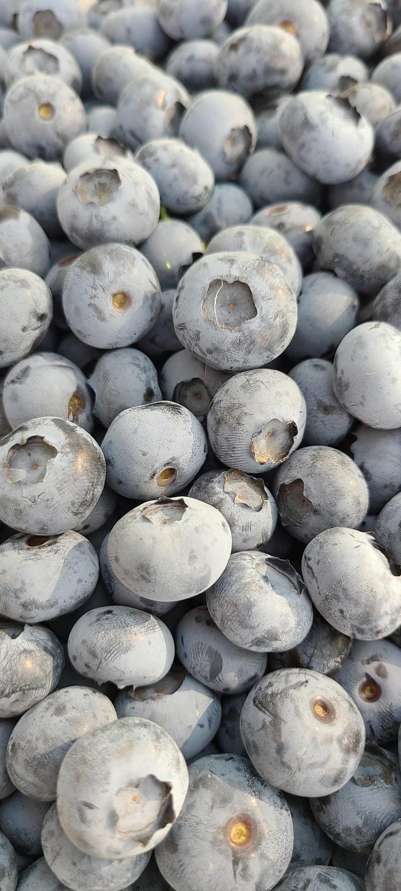 山东蓝莓大量上市，专业对接电商团购批发，品质好，价格优。