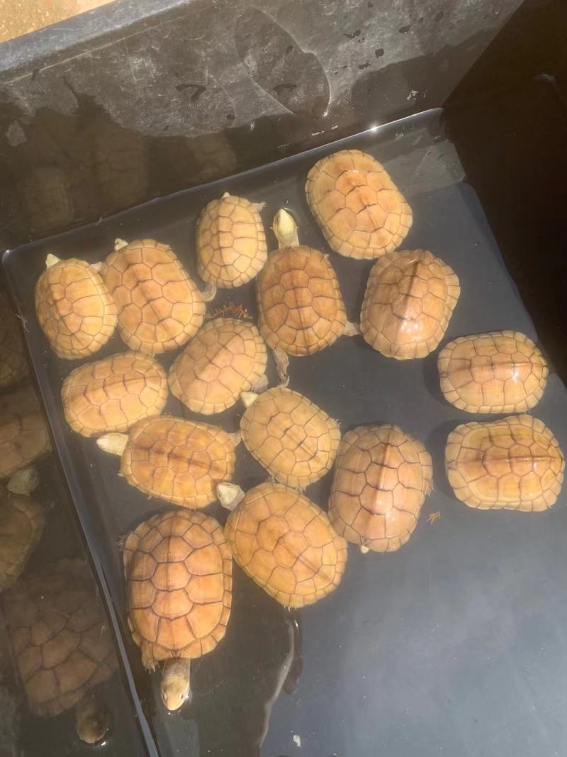乌龟