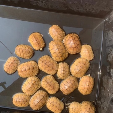 乌龟