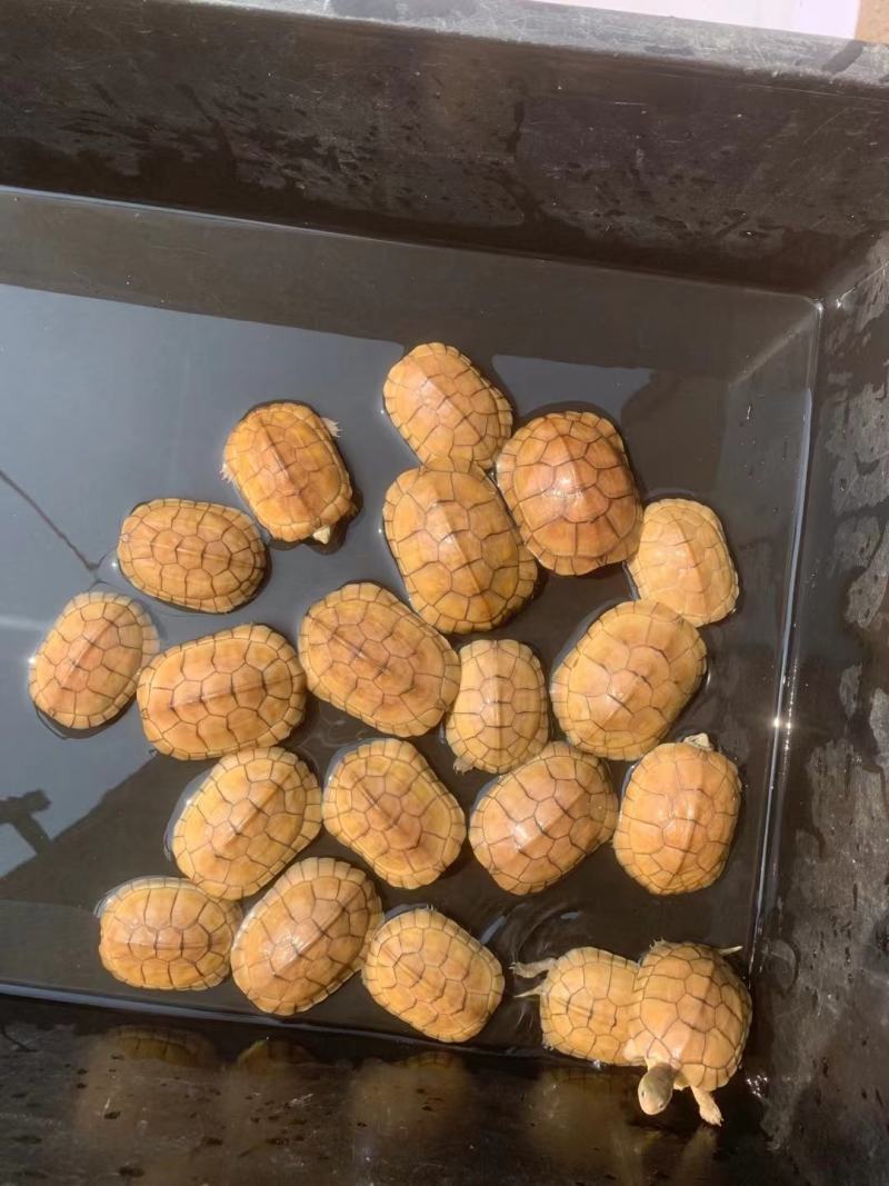 乌龟