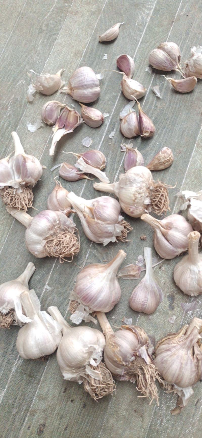 大量供应，苔蒜，可以做，蒜种，蒜黄，习蒜苗，挤蒜油，