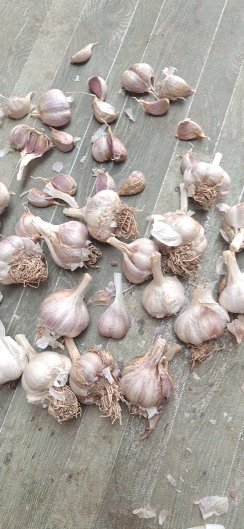 大量供应，苔蒜，可以做，蒜种，蒜黄，习蒜苗，挤蒜油，