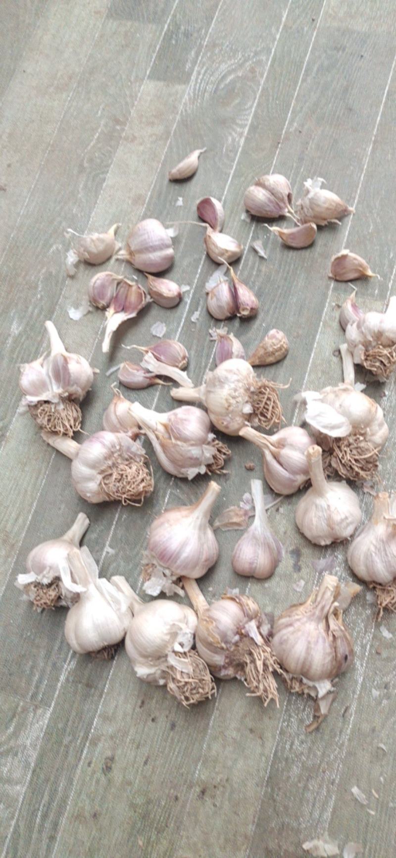 大量供应，苔蒜，可以做，蒜种，蒜黄，习蒜苗，挤蒜油，