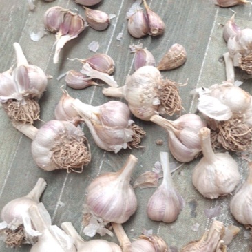 大量供应，苔蒜，可以做，蒜种，蒜黄，习蒜苗，挤蒜油，