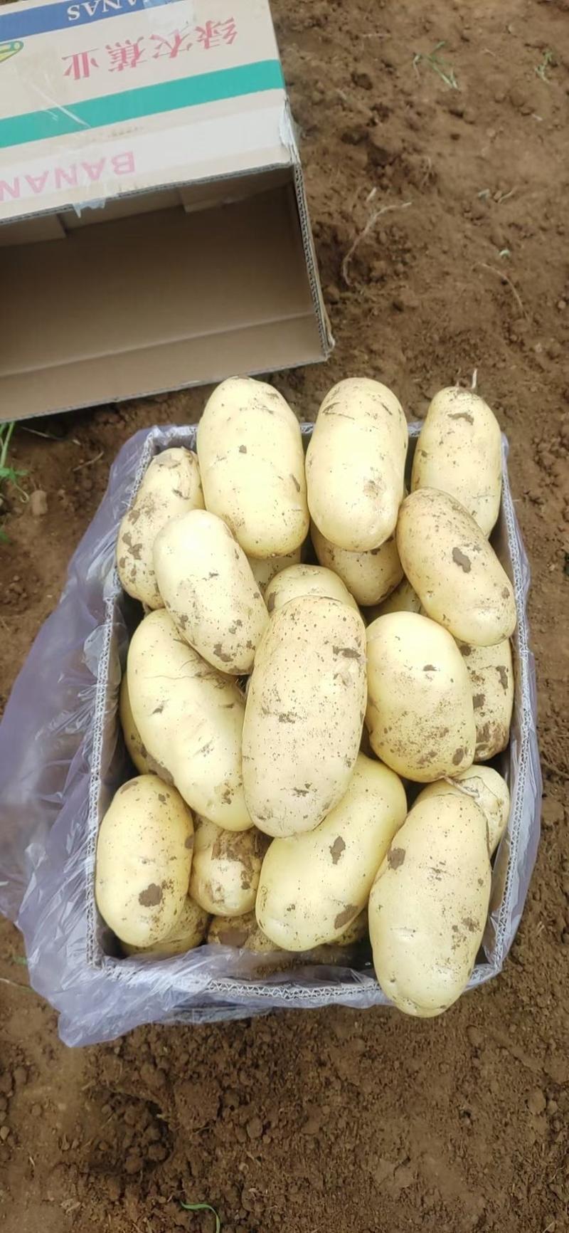 土豆。荷兰十五黄皮黄心土豆，产地大量现货支持发货