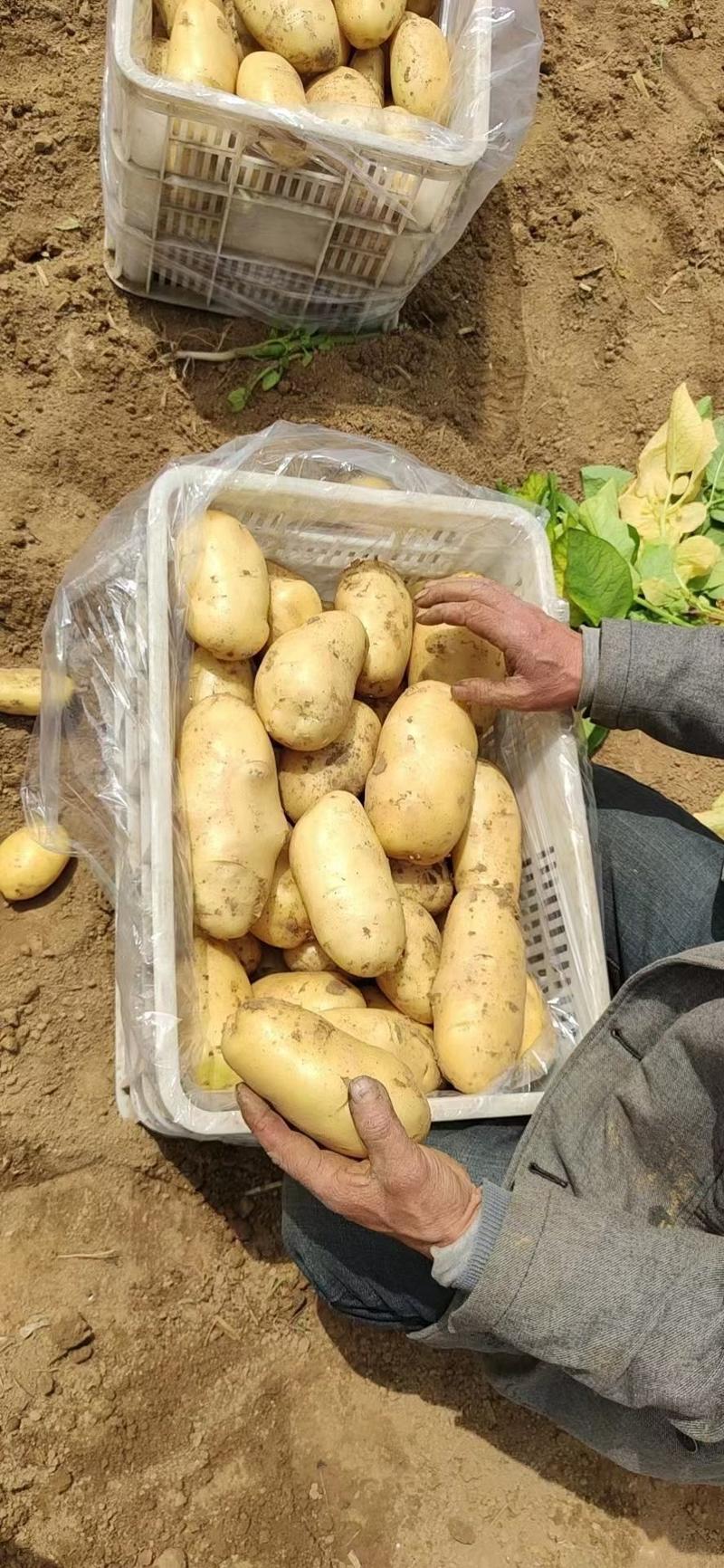 土豆。荷兰十五黄皮黄心土豆，产地大量现货支持发货