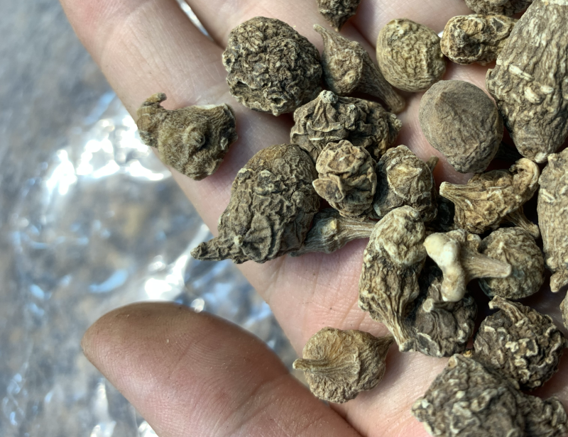 西藏野生三七批发市场实体，电商微商实体专供，一件代发