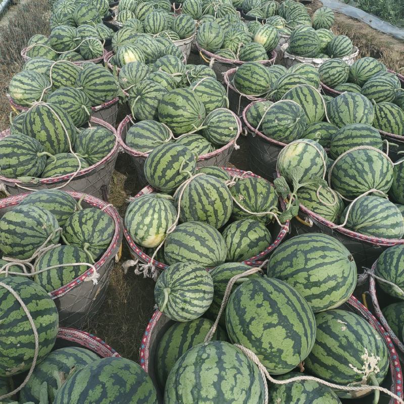 甘肃庆阳美都无籽西瓜大量上市12-16斤