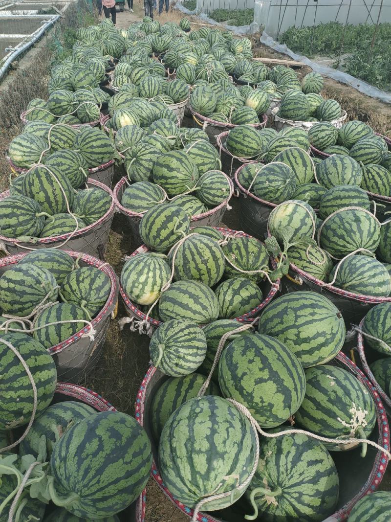 甘肃庆阳美都无籽西瓜大量上市12-16斤