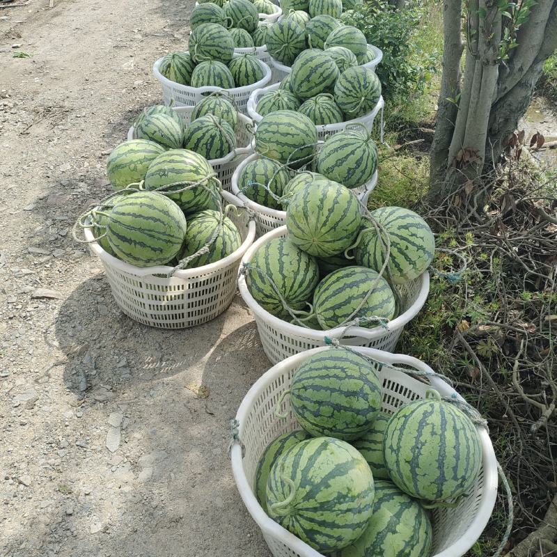 甘肃庆阳美都无籽西瓜大量上市12-16斤
