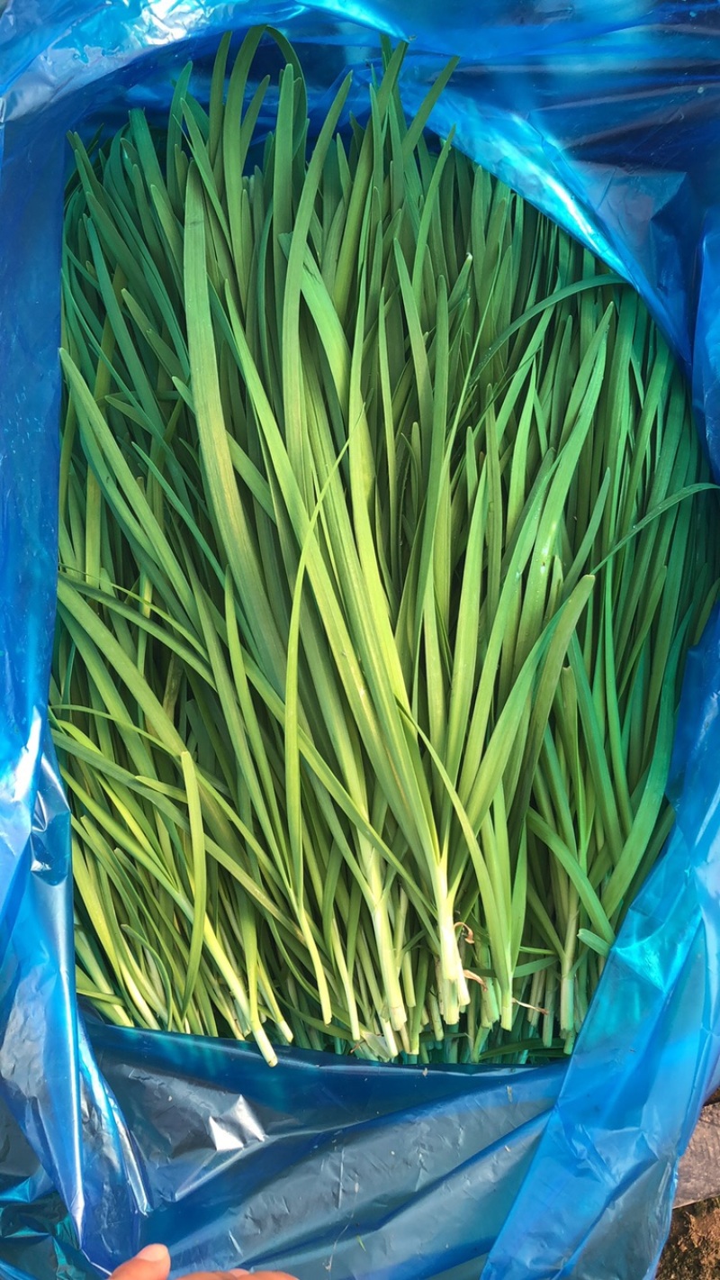 大叶韭菜