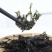 免洗头水紫菜新货无沙，优质紫菜蛋汤海鲜干货紫菜8十32克