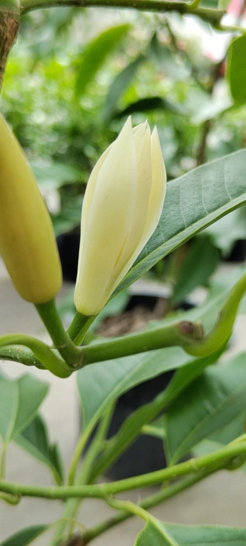 黄角兰，白兰花四季开花