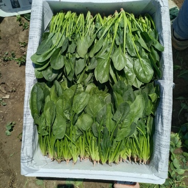 菠菜