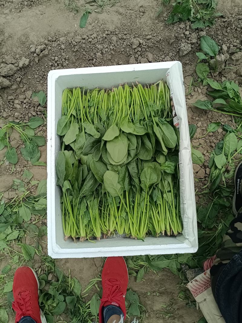 菠菜