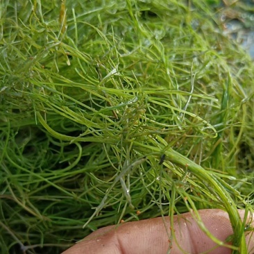 小茨藻（地老翁）（地毛翁）