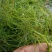 小茨藻（地老翁）（地毛翁）