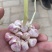 太空大蒜红蒜白蒜一手货源干蒜山东菏泽精品大蒜