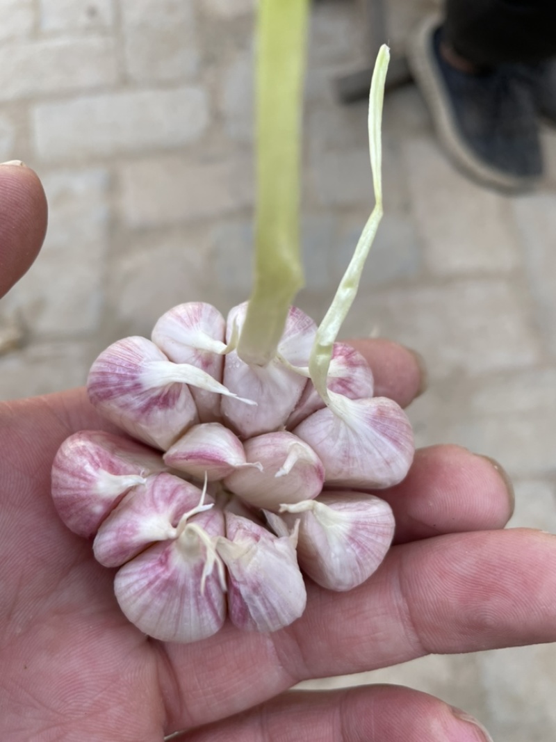 太空大蒜红蒜白蒜一手货源干蒜山东菏泽精品大蒜